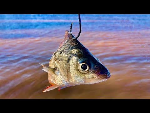 Four Catfish Baits to Avoid