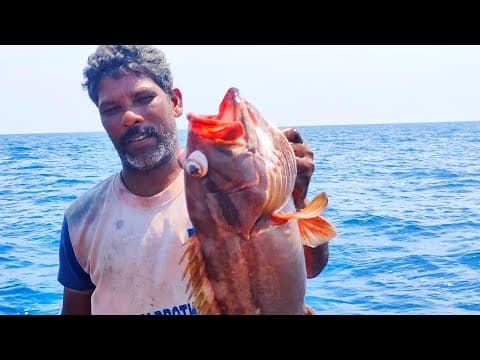 Monster Grouper Fish /// Snapper Fish Catched In Indian Ocean