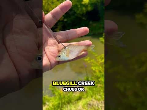 The Best LIVE BAIT for Bass Fishing