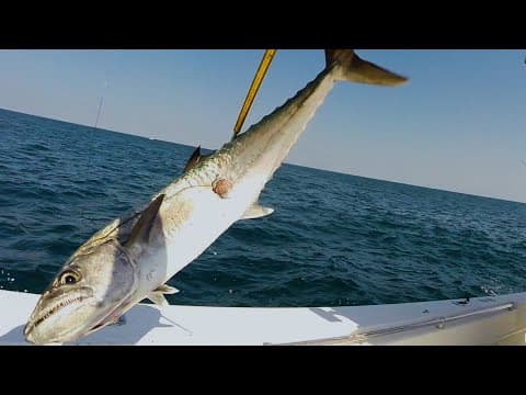 The Technique to Catching Kingfish with Live Bait