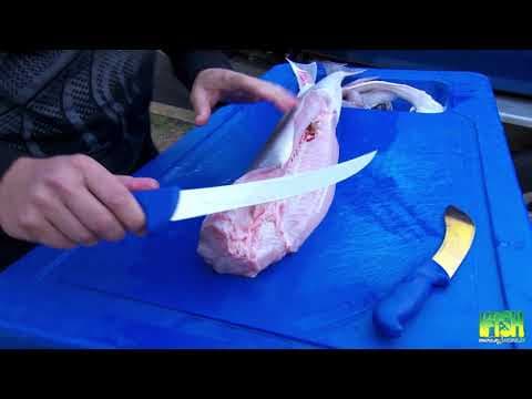 IFISH TIP How To Fillet Gummy Sharks