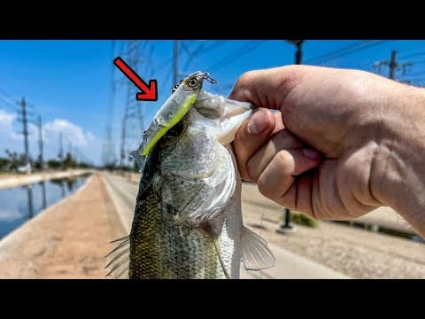 Canal Fishing the World's SMALLEST Glidebait!!