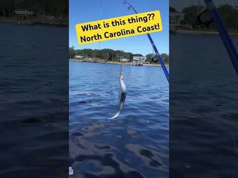 Crazy Rare Fish In North Carolina Waterways!