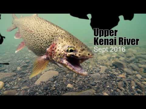 BEST Rainbow/Dolly Fishing-Upper Kenai Early Sept 2016
