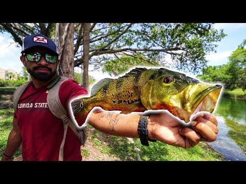 How And Where To Catch PEACOCK BASS In Florida