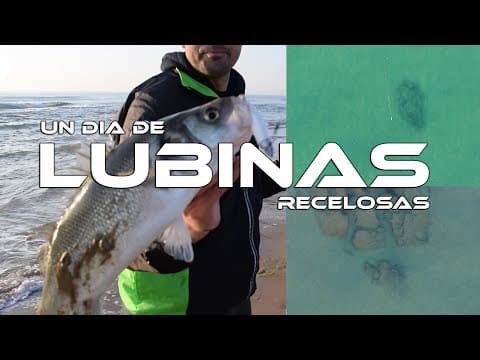 Pesca de Lubinas a Spinning