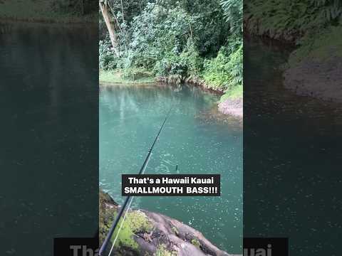 Can you fish for BASS in Hawaii?! 🎣🏝️🤙🏼 #bassfishing #hawaii #kauai