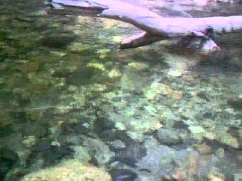 Fly Fish the Middle Fork Snoqualmie .wmv