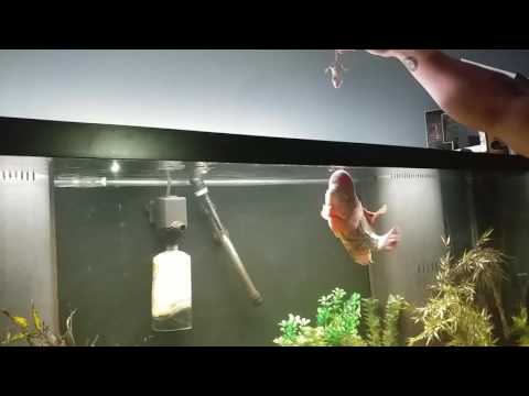 FLOWERHORN CICHLID EATS MOUSE