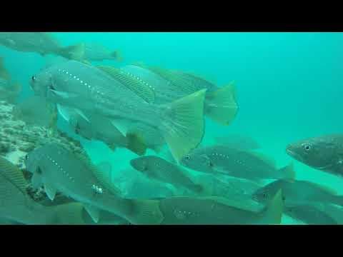 How to catch Jewfish/ Mulloway around rock walls.