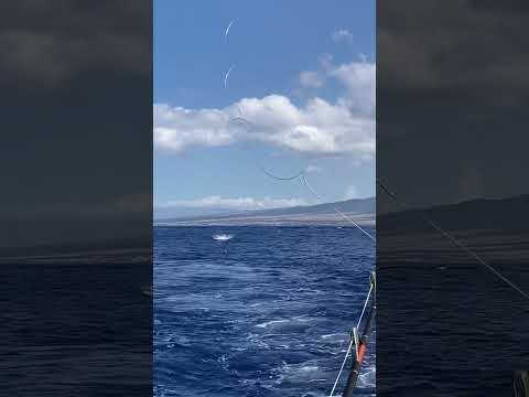 Green sticking for yellowfin in Kona Hawaii #fishing #yellowfintuna #tuna #hawaii