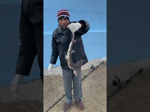 Caught Dogfish in Bundoran #fishing #shorts #ireland