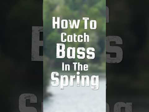 How to Catch Bass in the Spring #bassfishing