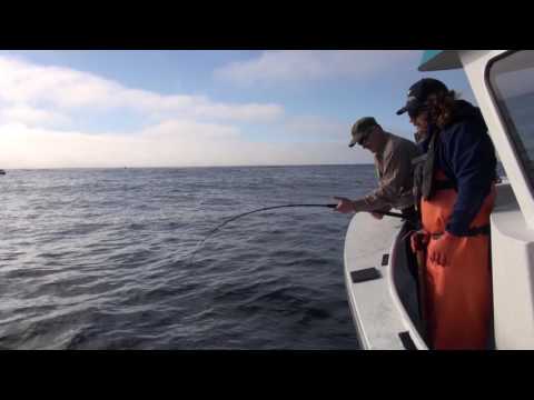 Westport Halibut and Lingcod Fishing with TailWalker Charters