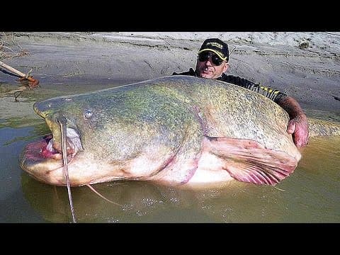 11 BIGGEST Fish Ever Caught