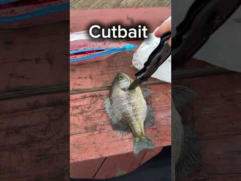 Best Baits For Catfish