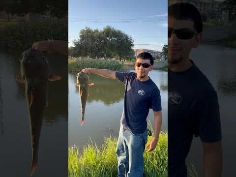 Big catfish Green line in San Antonio Texas #catfishfishing #bigcatfish #bigfish #addictedfishing