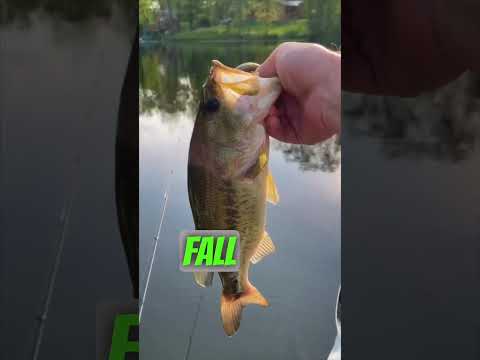 3 mistakes you can make with senkos bass fishing 🔥👊🏼🔥