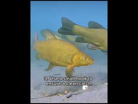 5 tips to catch more tench! #tench #tenchfishing #fishing #fish