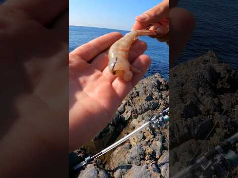 Este cebo nunca pasa de moda 💥cebo surfcasting