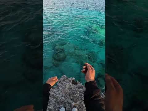 Squid Fishing Masterclass: Epic Catch and Dispatch