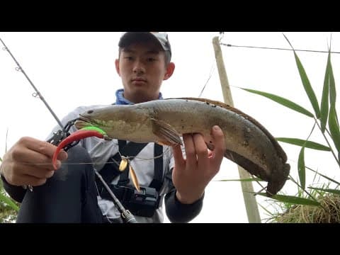 Snakehead Fishing in Hong Kong #3
