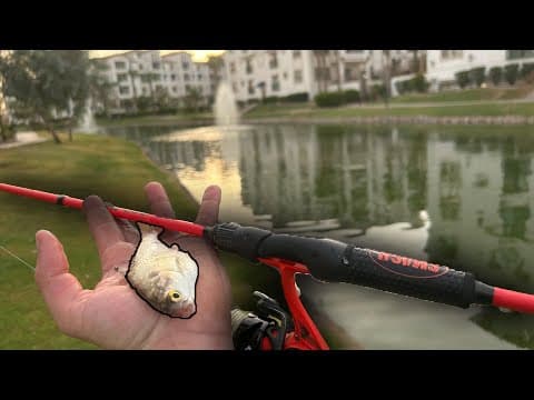 Fishing with shad in URBAN Arizona pond. (Tons of action, catfish &amp; bass)