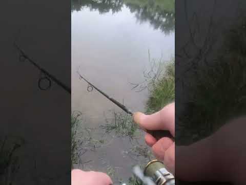 NATURAL Trout Powerbait ALWAYS Catches STOCKED TROUT!! #shorts #fishing #troutfishing