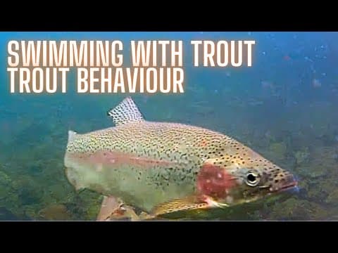 Understanding Rainbow Trout Underwater Behavior for Stillwater Fly Fishing