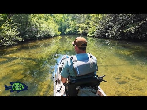 Big Bass Schooling in this Shallow Creek