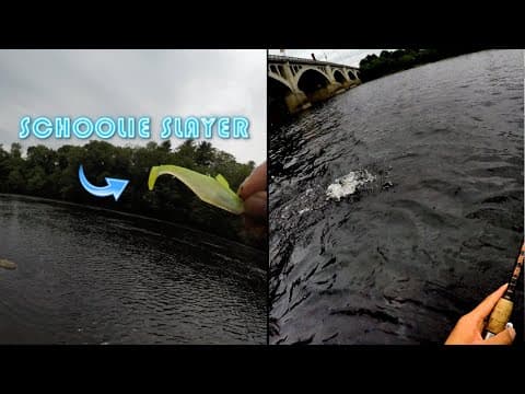 Migrating River Striped Bass in Massachusetts (Lawrence Dam) - Boston Striper Fishing #shorts