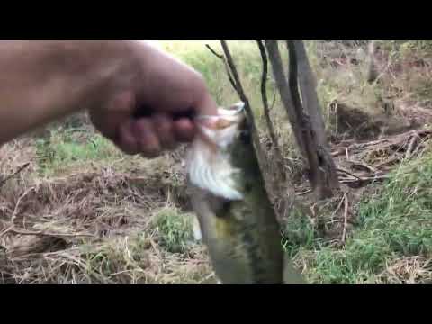 Creek Plopper vs Popper Challenge