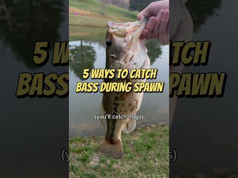 5 Ways to Catch Bass During Spawn #fishing