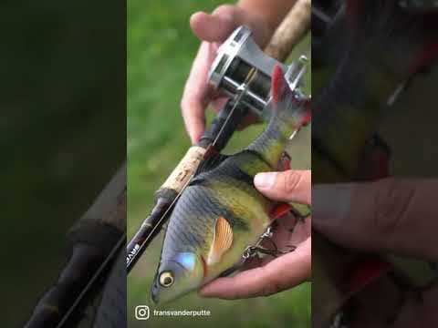 The BEST Swimbait out there?