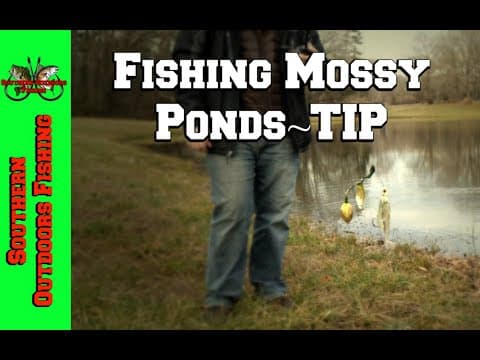 Beginner Tip for Fishing a Mossy Pond