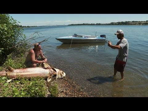 What Is Happening to Washington's Sturgeon?