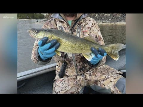 Second illegally-stocked walleye caught in Lake Cascade in past four years