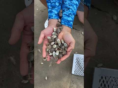 Catching More Jumbo Sand Fleas