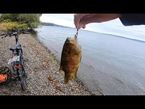 Multi Species Fishing In Lake Washington (Seattle Fishing)