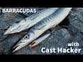 FISHING: How to catch BARRACUDAS  with a CAST HACKER! How and where they hunt, and how they strike!