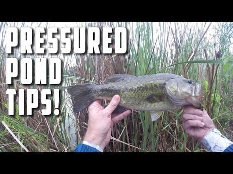 Pressured pond? Simple Bait And Technique To Catch Summer Bass!