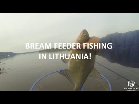 BREAM FEEDER FISHING IN LITHUANIA! WHAT A BITES! (ENG VERSION)