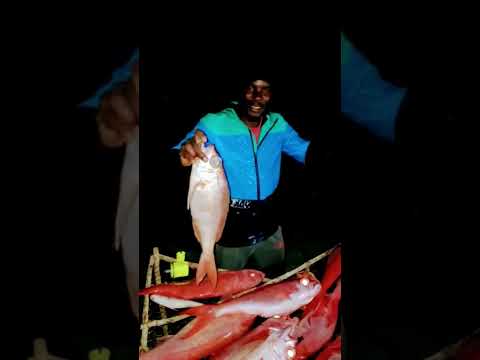 queen snapper fishing