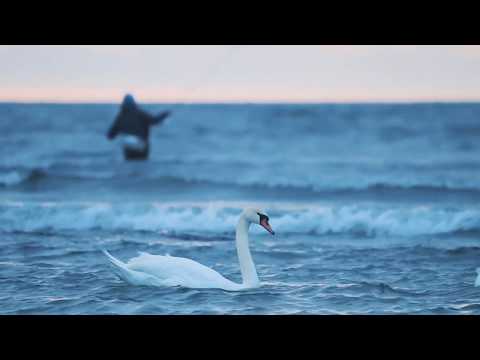Flyfishing for seatrout on Bornholm