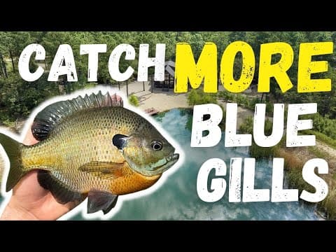 Catch MORE Bluegill From The Bank! | EASIEST METHOD!