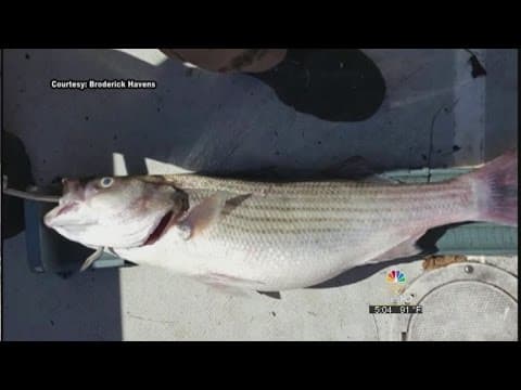 Claytor Lake sees largest fish kill in years
