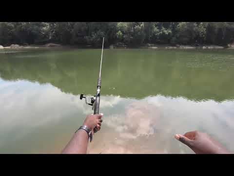 Catfish and Carp fishing with Thathookset