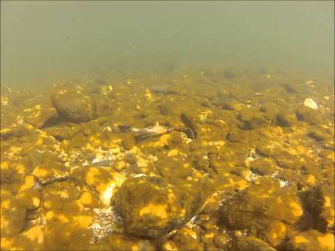 Carter Shovelhead Sculpin