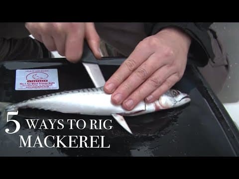 5 Ways to Rig a Mackerel