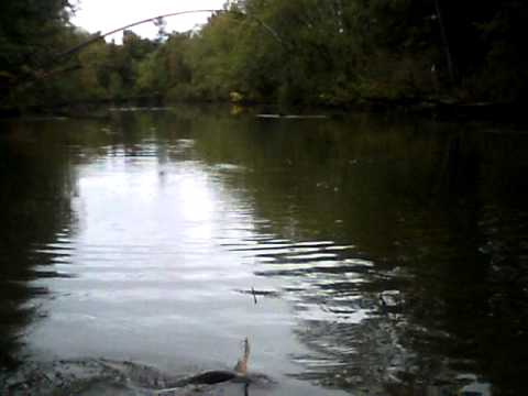 Dad catches northern pike by Ravenna, Ohio 9/16/10